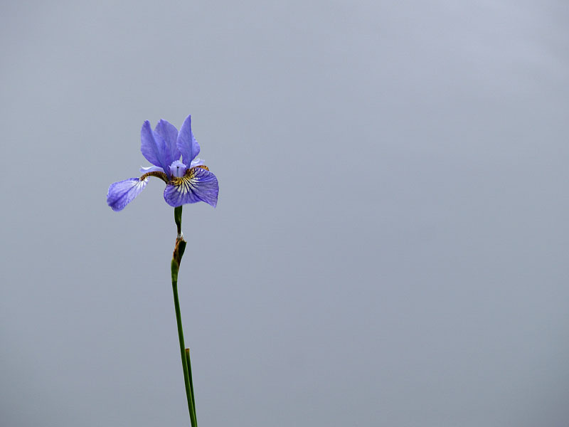 Some Flower @ a Pond