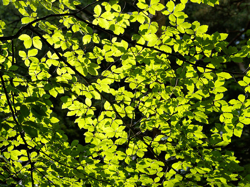 Foliage