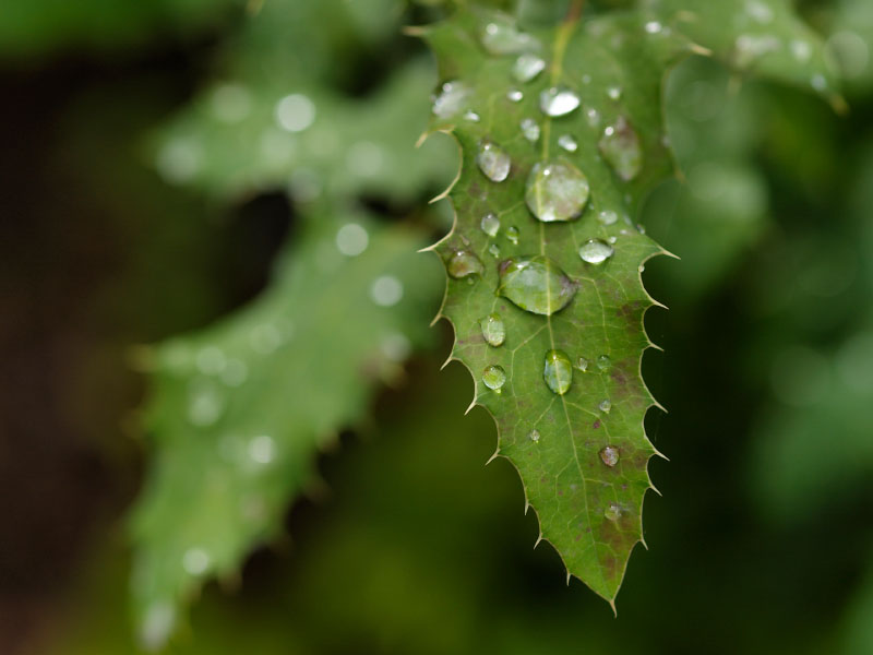 Wet & Prickly