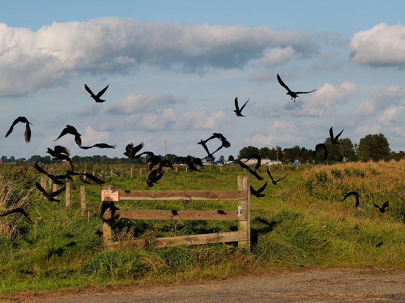 Scared Birds