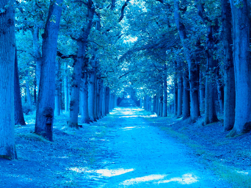 Blue Trip