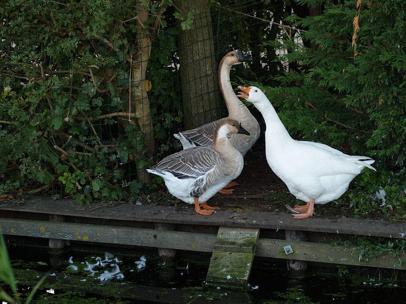Geese