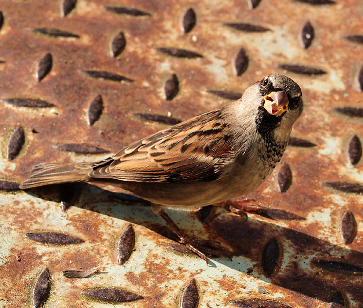 Sparrow