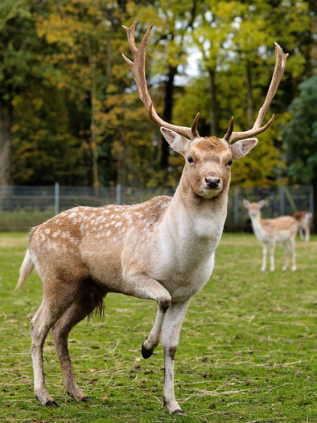 Horny