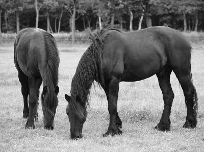 GRAZE..., performed by two Friesian Horses