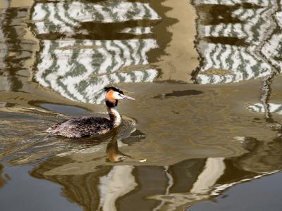 Great Crested Grebe in Canal