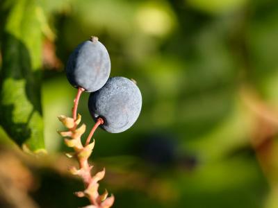 Berries