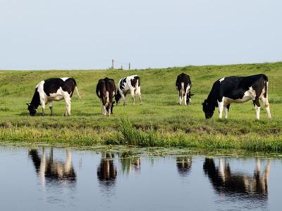 Cows and their Reflections