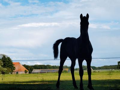 Foal