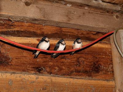 Three Young Swallows