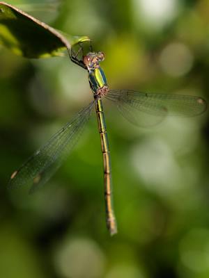 Dragonfly