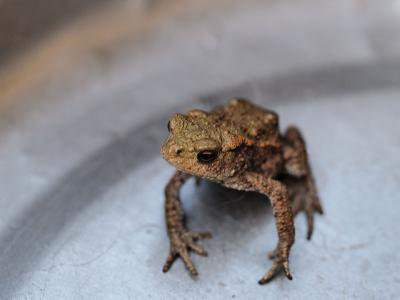 Young Toad