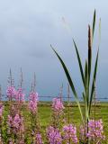 Flowers & Barbed Wire