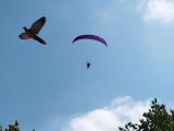 Flying