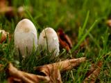 Coprinus Comatus