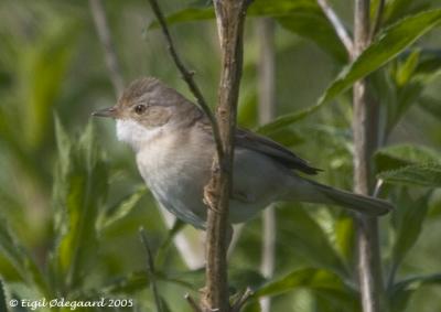 Tornsanger female