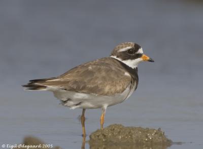 Stor Prstekrave (Charadrius hiaticula hiaticula)