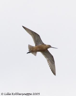 Lille Kobbersneppe (Limosa lapponica)