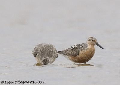 Islandsk Ryle (Calidris canutus)