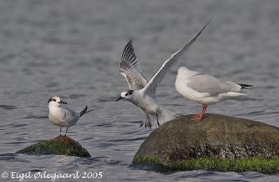 Splitterne ad+juv