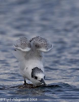 Splitterne juv