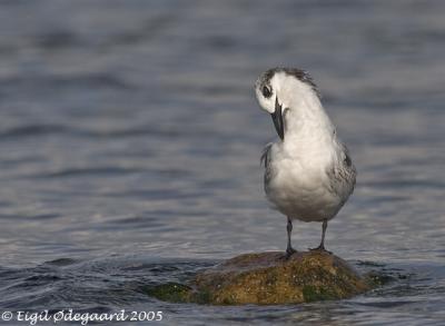 Splitterne juv