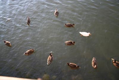 Circling Ducks