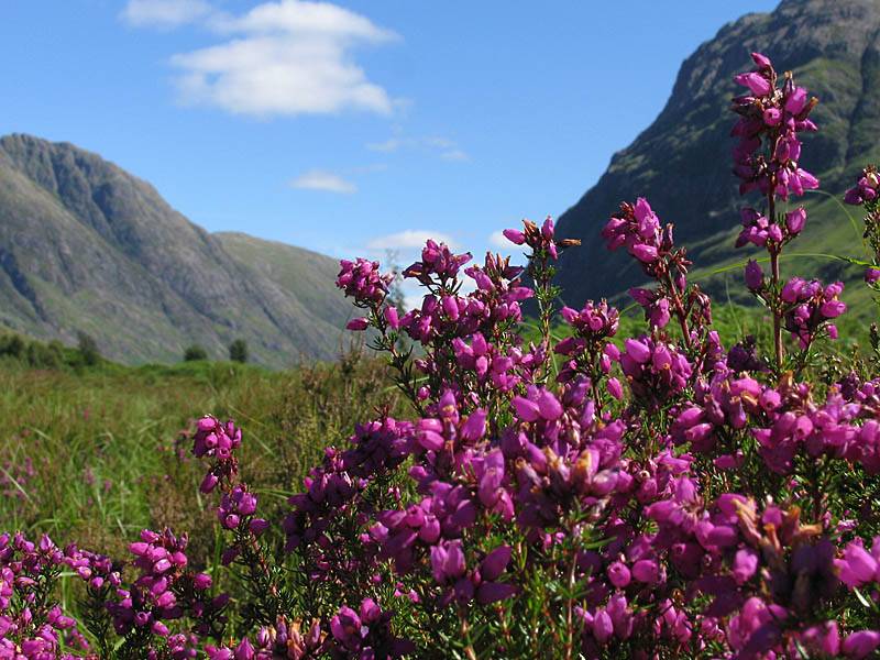 Bell Heather, Glencoe