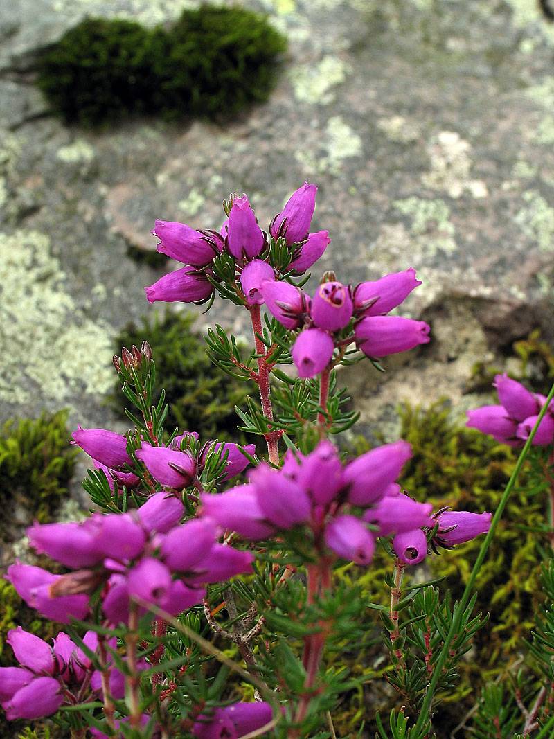 Bell heather and rock