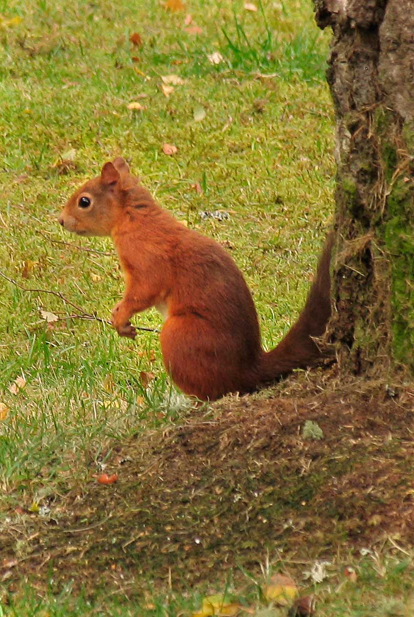 Squirrel bottom of tree