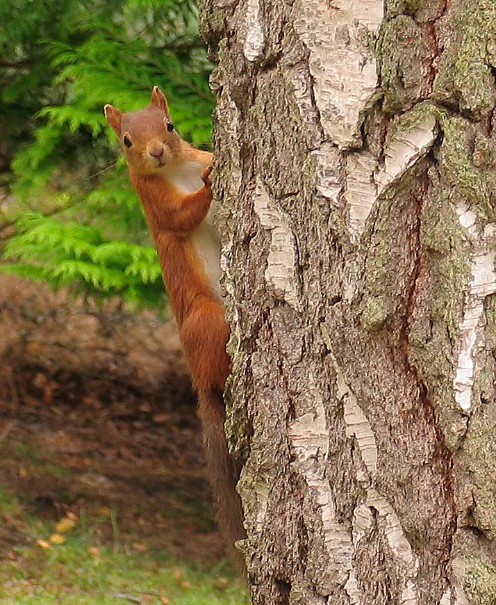 Squirrel on tree