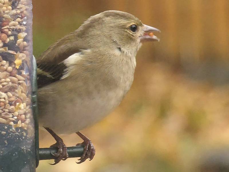 Chaffinch