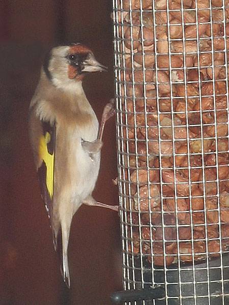 Goldfinch
