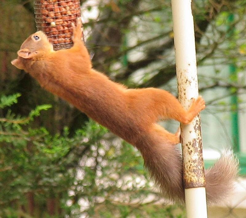 Squirrel stealing peanuts