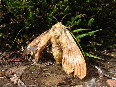 Battered Moth