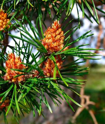Pine Flowers