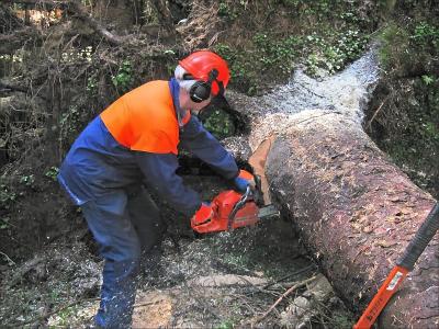 Cutting Blown Timber