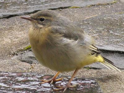 Wagtail Fledgling