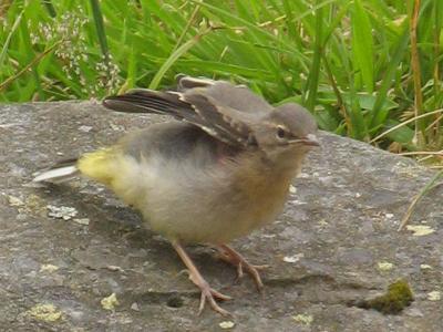 Fledgling Stretches it's wings