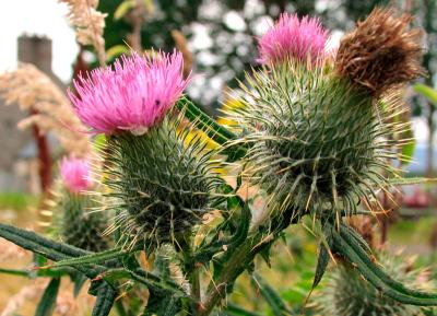 Thistle