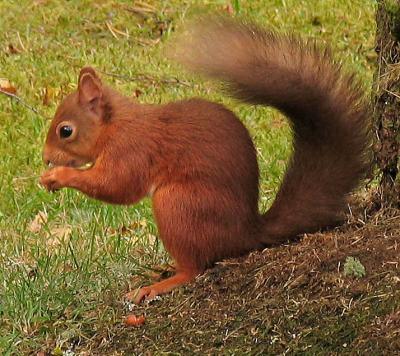 Squirrel eating nut at the bottom of a tree