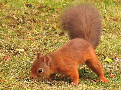 Squirrel bottom of feeder