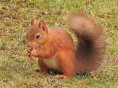 Squirrel bottom of feeder1