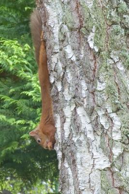 Squirrel hanging upside down eating