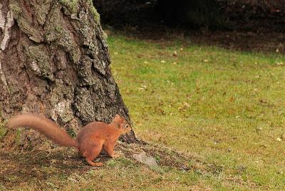 Squirrel at tree