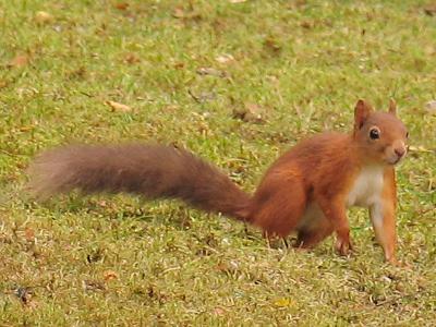 Squirrel on Grass