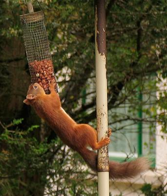 Squirrels hanging from Feeder