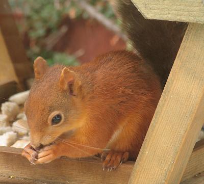 Squrrel on Table with Nut
