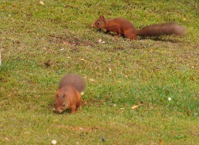 two Squirrels on grass