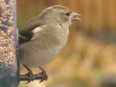 Chaffinch